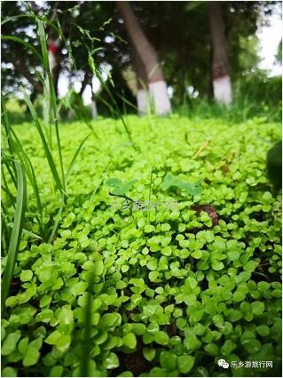 <a href=http://www.lexiangyou.org/xiangcunlvyou/ target=_blank class=infotextkey>乡村旅游</a>：【特产】欣赏草湖雨后美景，品尝新疆冰糖心苹果
