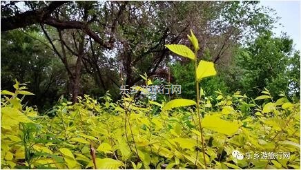<a href=http://www.lexiangyou.org/xiangcunlvyou/ target=_blank class=infotextkey>乡村旅游</a>：【特产】欣赏草湖雨后美景，品尝新疆冰糖心苹果