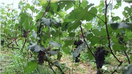 <a href=http://www.lexiangyou.org/xiangcunlvyou/ target=_blank class=infotextkey>乡村旅游</a>：【特产】欣赏草湖雨后美景，品尝新疆冰糖心苹果