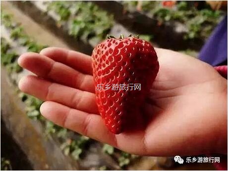 <a href=http://www.lexiangyou.org/xiangcunlvyou/ target=_blank class=infotextkey>乡村旅游</a>：暖冬，我地一齐采摘草莓