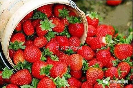 <a href=http://www.lexiangyou.org/xiangcunlvyou/ target=_blank class=infotextkey>乡村旅游</a>：暖冬，我地一齐采摘草莓