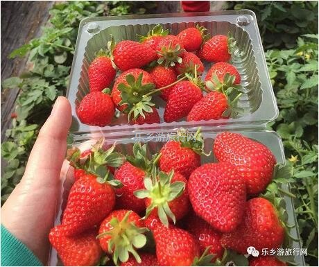 <a href=http://www.lexiangyou.org/xiangcunlvyou/ target=_blank class=infotextkey>乡村旅游</a>：暖冬，我地一齐采摘草莓
