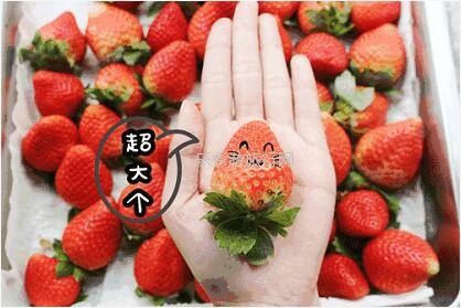 <a href=http://www.lexiangyou.org/xiangcunlvyou/ target=_blank class=infotextkey>乡村旅游</a>：暖冬，我地一齐采摘草莓