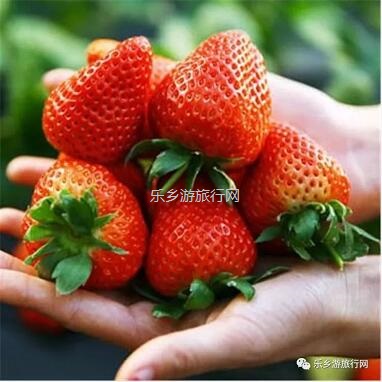 <a href=http://www.lexiangyou.org/xiangcunlvyou/ target=_blank class=infotextkey>乡村旅游</a>：暖冬，我地一齐采摘草莓