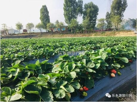 <a href=http://www.lexiangyou.org/xiangcunlvyou/ target=_blank class=infotextkey>乡村旅游</a>：暖冬，我地一齐采摘草莓