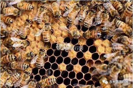 <a href=http://www.lexiangyou.org/xiangcunlvyou/ target=_blank class=infotextkey>乡村旅游</a>：中山原生态鸭脚木蜜，清甜郁香，欢迎品尝