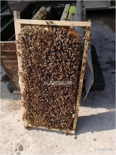 <a href=http://www.lexiangyou.org/xiangcunlvyou/ target=_blank class=infotextkey>乡村旅游</a>：中山原生态鸭脚木蜜，清甜郁香，欢迎品尝