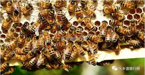 <a href=http://www.lexiangyou.org/xiangcunlvyou/ target=_blank class=infotextkey>乡村旅游</a>：中山原生态鸭脚木蜜，清甜郁香，欢迎品尝