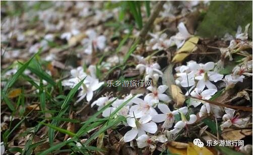 <a href=http://www.lexiangyou.org/xiangcunlvyou/ target=_blank class=infotextkey>乡村旅游</a>：新年安康，云游在水库美景之间