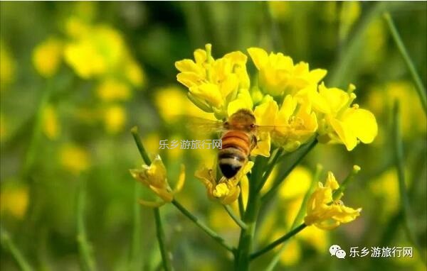 <a href=http://www.lexiangyou.org/xiangcunlvyou/ target=_blank class=infotextkey>乡村旅游</a>：中山原生态鸭脚木蜜，清甜郁香，欢迎品尝