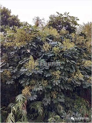 <a href=http://www.lexiangyou.org/xiangcunlvyou/ target=_blank class=infotextkey>乡村旅游</a>：中山原生态鸭脚木蜜，清甜郁香，欢迎品尝