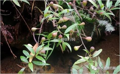 <a href=http://www.lexiangyou.org/xiangcunlvyou/ target=_blank class=infotextkey>乡村旅游</a>：新年安康，云游在水库美景之间