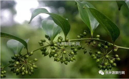 <a href=http://www.lexiangyou.org/xiangcunlvyou/ target=_blank class=infotextkey>乡村旅游</a>：新年安康，云游在水库美景之间