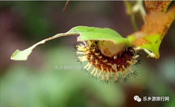 <a href=http://www.lexiangyou.org/xiangcunlvyou/ target=_blank class=infotextkey>乡村旅游</a>：新年安康，云游在水库美景之间
