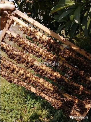 <a href=http://www.lexiangyou.org/xiangcunlvyou/ target=_blank class=infotextkey>乡村旅游</a>：中山原生态鸭脚木蜜，清甜郁香，欢迎品尝