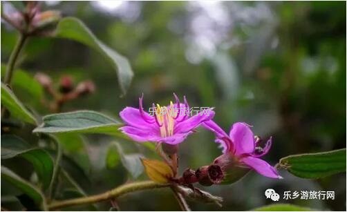 <a href=http://www.lexiangyou.org/xiangcunlvyou/ target=_blank class=infotextkey>乡村旅游</a>：新年安康，云游在水库美景之间