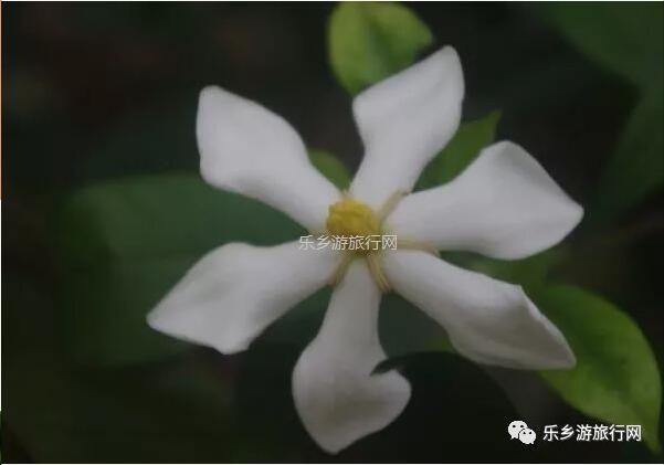 <a href=http://www.lexiangyou.org/xiangcunlvyou/ target=_blank class=infotextkey>乡村旅游</a>：新年安康，云游在水库美景之间