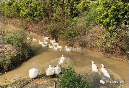 <a href=http://www.lexiangyou.org/xiangcunlvyou/ target=_blank class=infotextkey>乡村旅游</a>：桑果熟了，约上家人采摘游玩