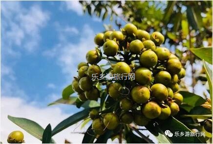 <a href=http://www.lexiangyou.org/xiangcunlvyou/ target=_blank class=infotextkey>乡村旅游</a>：桑果熟了，约上家人采摘游玩