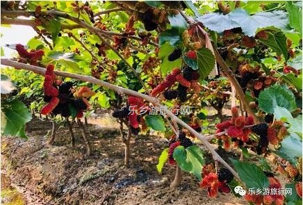 <a href=http://www.lexiangyou.org/xiangcunlvyou/ target=_blank class=infotextkey>乡村旅游</a>：桑果熟了，约上家人采摘游玩