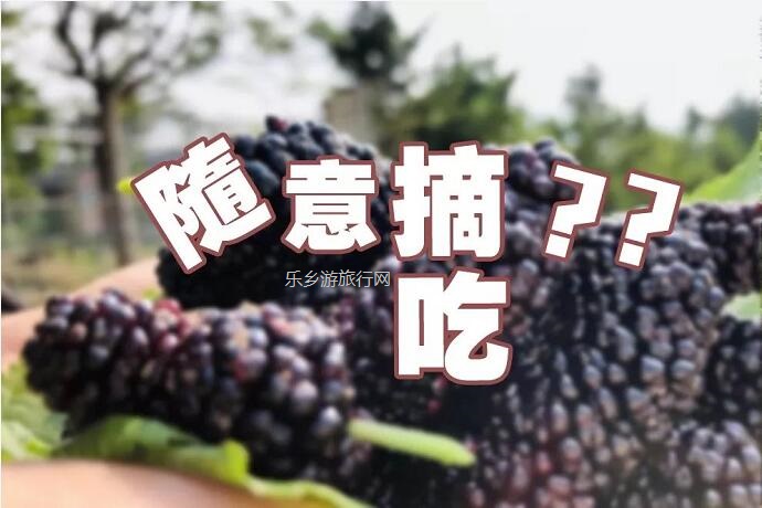 <a href=http://www.lexiangyou.org/xiangcunlvyou/ target=_blank class=infotextkey>乡村旅游</a>：桑果熟了，约上家人采摘游玩