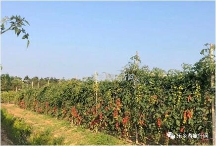 <a href=http://www.lexiangyou.org/xiangcunlvyou/ target=_blank class=infotextkey>乡村旅游</a>：桑果熟了，约上家人采摘游玩