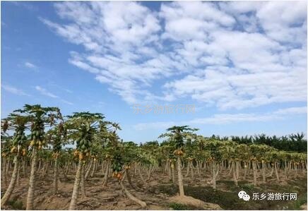 <a href=http://www.lexiangyou.org/xiangcunlvyou/ target=_blank class=infotextkey>乡村旅游</a>：桑果熟了，约上家人采摘游玩