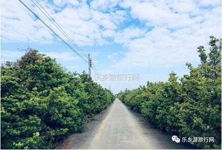 <a href=http://www.lexiangyou.org/xiangcunlvyou/ target=_blank class=infotextkey>乡村旅游</a>：桑果熟了，约上家人采摘游玩