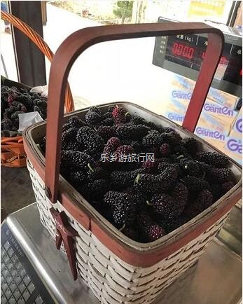 <a href=http://www.lexiangyou.org/xiangcunlvyou/ target=_blank class=infotextkey>乡村旅游</a>：桑果熟了，约上家人采摘游玩