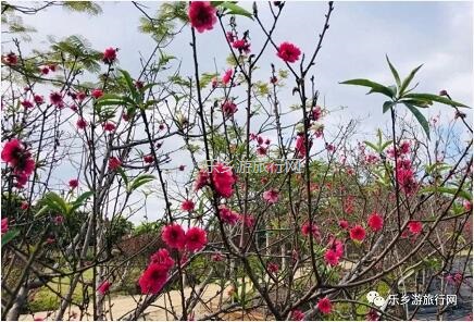 <a href=http://www.lexiangyou.org/xiangcunlvyou/ target=_blank class=infotextkey>乡村旅游</a>：桑果熟了，约上家人采摘游玩