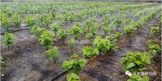 <a href=http://www.lexiangyou.org/xiangcunlvyou/ target=_blank class=infotextkey>乡村旅游</a>：桑果熟了，约上家人采摘游玩