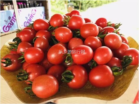 <a href=http://www.lexiangyou.org/xiangcunlvyou/ target=_blank class=infotextkey>乡村旅游</a>：桑果熟了，约上家人采摘游玩
