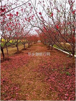 <a href=http://www.lexiangyou.org/xiangcunlvyou/ target=_blank class=infotextkey>乡村旅游</a>：桑果熟了，约上家人采摘游玩