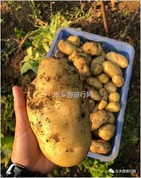 <a href=http://www.lexiangyou.org/xiangcunlvyou/ target=_blank class=infotextkey>乡村旅游</a>：桑果熟了，约上家人采摘游玩