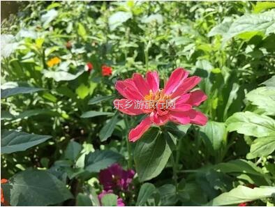 <a href=http://www.lexiangyou.org/xiangcunlvyou/ target=_blank class=infotextkey>乡村旅游</a>：这里盛开了黄花风铃，附近仲有农家美食哦~