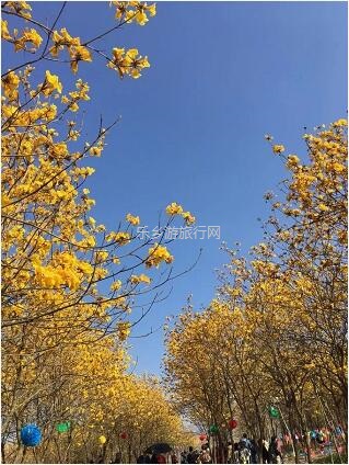 <a href=http://www.lexiangyou.org/xiangcunlvyou/ target=_blank class=infotextkey>乡村旅游</a>：这里盛开了黄花风铃，附近仲有农家美食哦~
