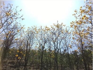 <a href=http://www.lexiangyou.org/xiangcunlvyou/ target=_blank class=infotextkey>乡村旅游</a>：这里盛开了黄花风铃，附近仲有农家美食哦~