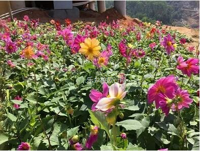 <a href=http://www.lexiangyou.org/xiangcunlvyou/ target=_blank class=infotextkey>乡村旅游</a>：这里盛开了黄花风铃，附近仲有农家美食哦~