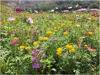 <a href=http://www.lexiangyou.org/xiangcunlvyou/ target=_blank class=infotextkey>乡村旅游</a>：这里盛开了黄花风铃，附近仲有农家美食哦~