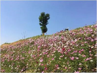 <a href=http://www.lexiangyou.org/xiangcunlvyou/ target=_blank class=infotextkey>乡村旅游</a>：这里盛开了黄花风铃，附近仲有农家美食哦~