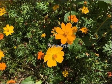 <a href=http://www.lexiangyou.org/xiangcunlvyou/ target=_blank class=infotextkey>乡村旅游</a>：这里盛开了黄花风铃，附近仲有农家美食哦~