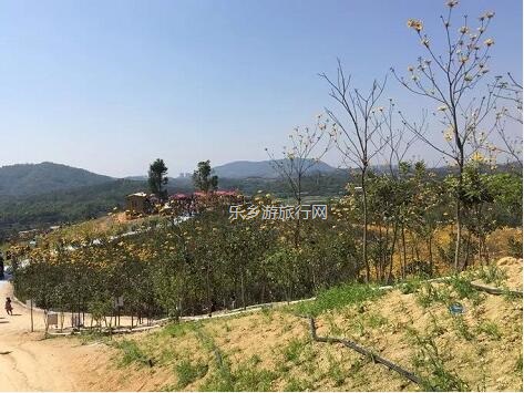 <a href=http://www.lexiangyou.org/xiangcunlvyou/ target=_blank class=infotextkey>乡村旅游</a>：这里盛开了黄花风铃，附近仲有农家美食哦~