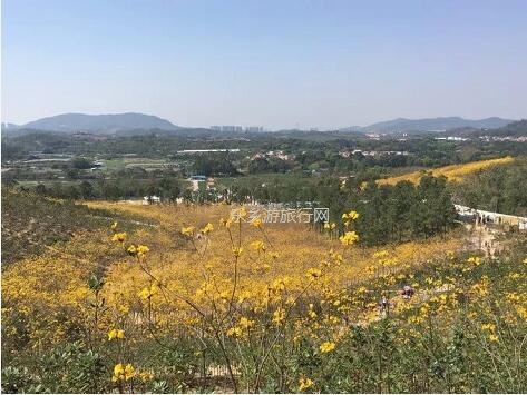 <a href=http://www.lexiangyou.org/xiangcunlvyou/ target=_blank class=infotextkey>乡村旅游</a>：这里盛开了黄花风铃，附近仲有农家美食哦~