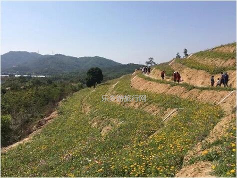 <a href=http://www.lexiangyou.org/xiangcunlvyou/ target=_blank class=infotextkey>乡村旅游</a>：这里盛开了黄花风铃，附近仲有农家美食哦~
