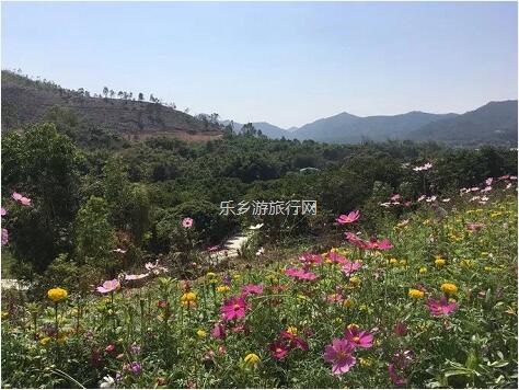 <a href=http://www.lexiangyou.org/xiangcunlvyou/ target=_blank class=infotextkey>乡村旅游</a>：这里盛开了黄花风铃，附近仲有农家美食哦~