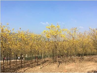 <a href=http://www.lexiangyou.org/xiangcunlvyou/ target=_blank class=infotextkey>乡村旅游</a>：这里盛开了黄花风铃，附近仲有农家美食哦~