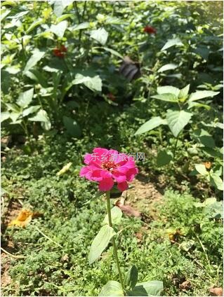 <a href=http://www.lexiangyou.org/xiangcunlvyou/ target=_blank class=infotextkey>乡村旅游</a>：这里盛开了黄花风铃，附近仲有农家美食哦~