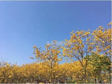 <a href=http://www.lexiangyou.org/xiangcunlvyou/ target=_blank class=infotextkey>乡村旅游</a>：这里盛开了黄花风铃，附近仲有农家美食哦~