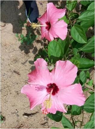 <a href=http://www.lexiangyou.org/xiangcunlvyou/ target=_blank class=infotextkey>乡村旅游</a>：春暖花开，树木繁多的植物园