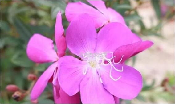 <a href=http://www.lexiangyou.org/xiangcunlvyou/ target=_blank class=infotextkey>乡村旅游</a>：春暖花开，树木繁多的植物园